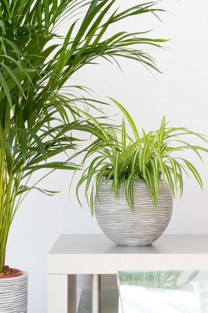 Spider plants are fun to grow because they'll have all kinds of shoots that you can share with your friends, and it's one of the best houseplants for beginners.
PlantSister.com