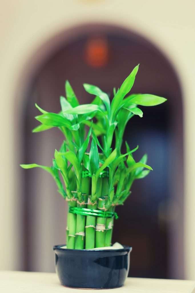 Lucky Bamboo is a great gift for a new home and it's super easy to grow as well.
PlantSister.com