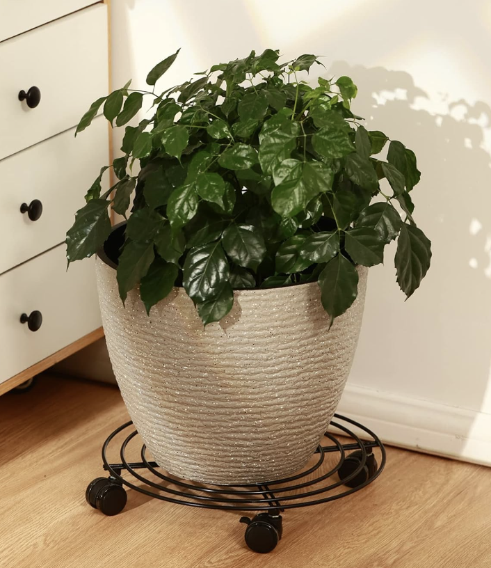 Plant on a rolling plant trolley or rolling plant stand with a plastic drip tray