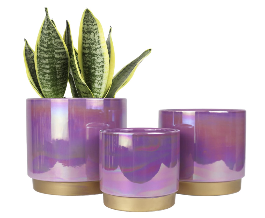 Set of purple pots for indoor plants